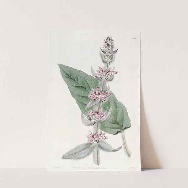 Pubescent German Stachys by Sydenham Edwards