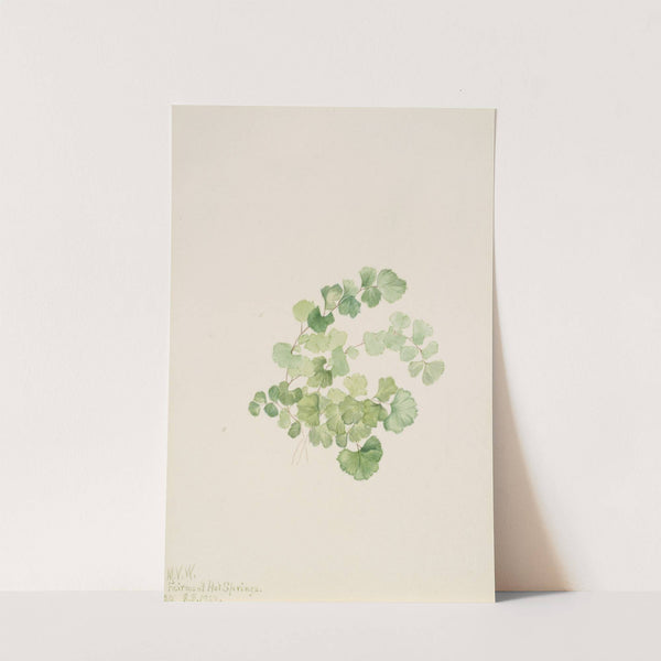 Puccoon (Lithospermum ruderale) (1923) by Mary Vaux Walcott