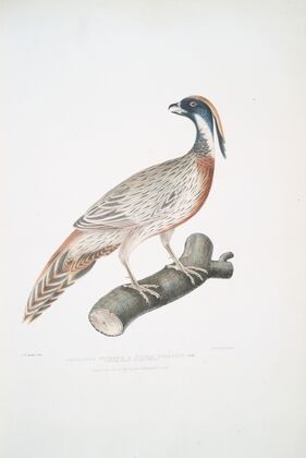 Pucras Pheasant, Phasianus Pucrasia.