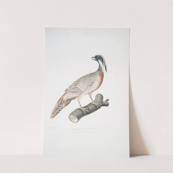 Pucras Pheasant, Phasianus Pucrasia. by John Edward Gray