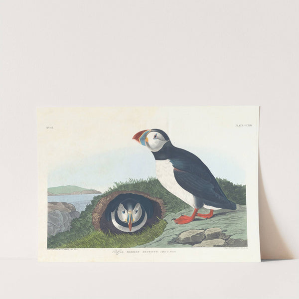 Puffin by John James Audubon