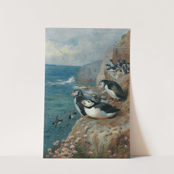 Puffins and Razor Bills (1911) by Archibald Thorburn