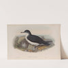 Puffinus anglorum. Manx Shearwater. (1862-1873) by John Gould