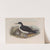 Puffinus anglorum. Manx Shearwater. (1862-1873) by John Gould