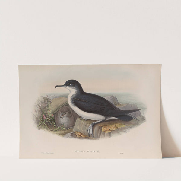 Puffinus anglorum. Manx Shearwater. (1862-1873) by John Gould