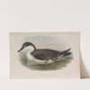 Puffinus major. Great Shearwater. (1862-1873) by John Gould