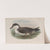 Puffinus major. Great Shearwater. (1862-1873) by John Gould