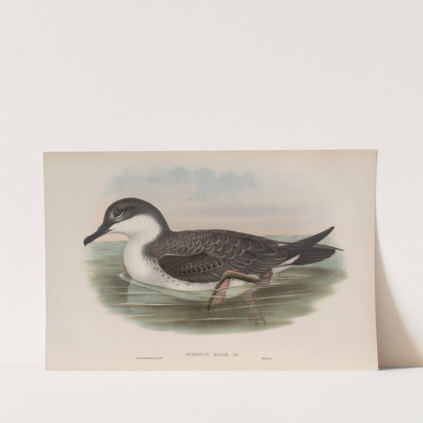 Puffinus major. Great Shearwater. (1862-1873) by John Gould