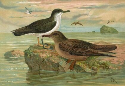 Puffinus puffinus (Brunn.), Puffinus griseus (Gm.)