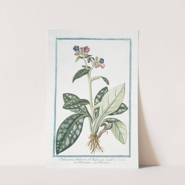 Pulmonaria Italorum, ad Buglossum accedens - Polmonaria - Pulmonaire. (Lungwort) by Giorgio Bonelli