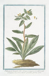 Pulmonaria Orientalis, foliis oblongis, et angustis, non nihil viscidis, et tomentosis, fragrantem odorem spirantibus, floribus aureis