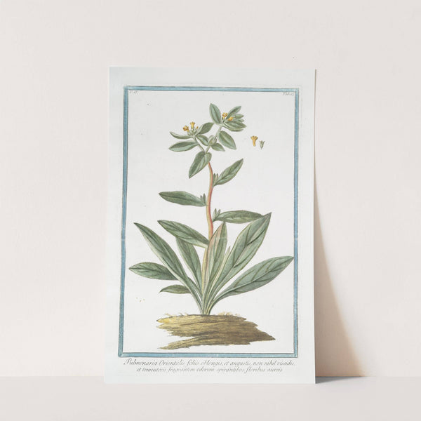 Pulmonaria Orientalis, foliis oblongis, et angustis, non nihil viscidis, et tomentosis, fragrantem odorem spirantibus, floribus aureis by Giorgio Bonelli