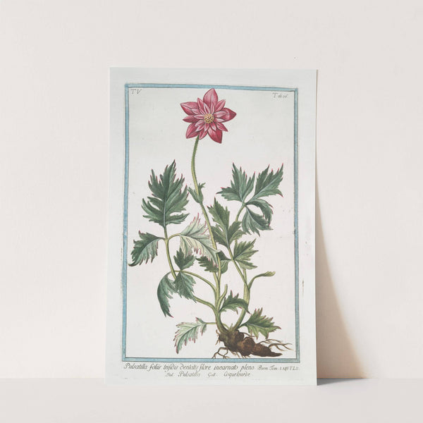 Pulsatilla foliis trifidis denlatis flore incarnato pleno - Pulsatilla - Coquelourde. (Pasque Flower. Wind Flower. Meadow Anemone. Passe Flower. Easter Flower) by Giorgio Bonelli