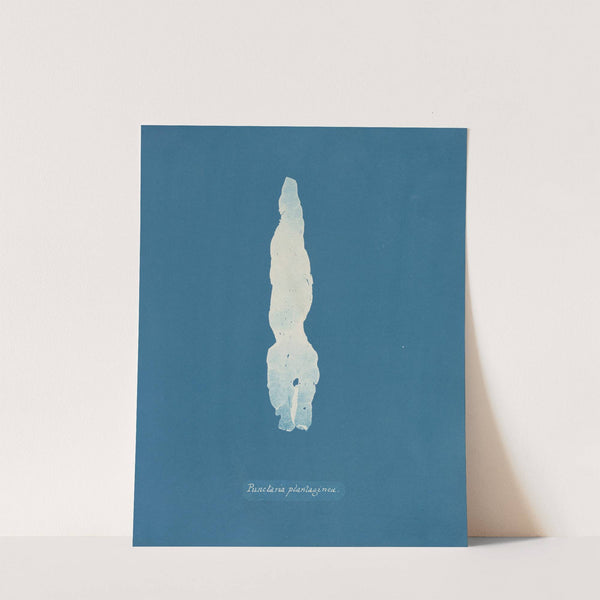 Punctaria Plantaginea by Anna Atkins