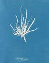 Punctaria tenuissima