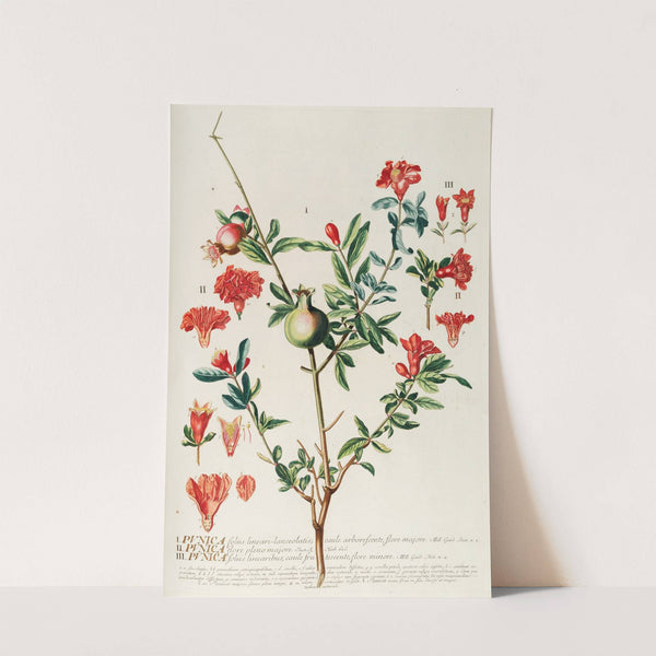 Punica by Georg Dionysius Ehret