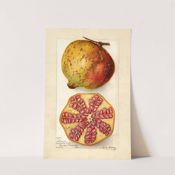 Punica granatum by Amanda Almira Newton