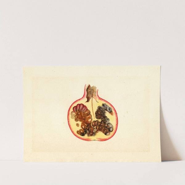 Punica granatum: Alternaria (1926) by James Marion Shull