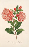 Punica granatum