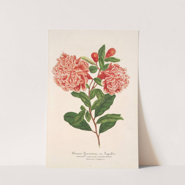 Punica granatum by Charles Antoine Lemaire