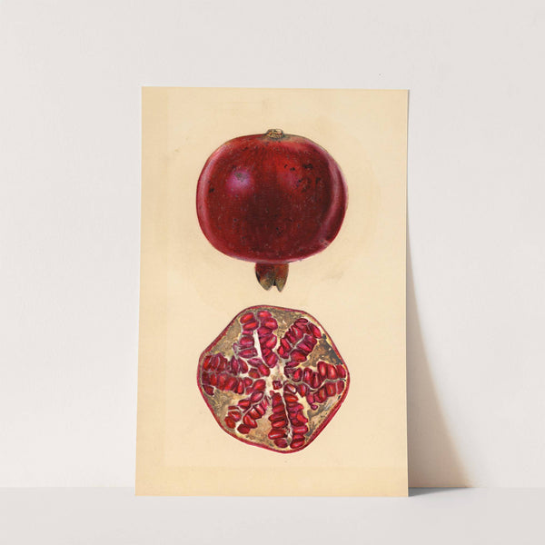 Punica granatum: Pomegranate (1932) by Mary Daisy Arnold