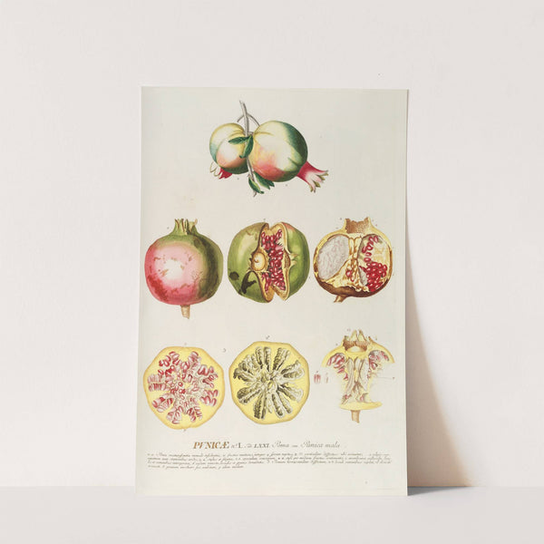 Punicae by Georg Dionysius Ehret