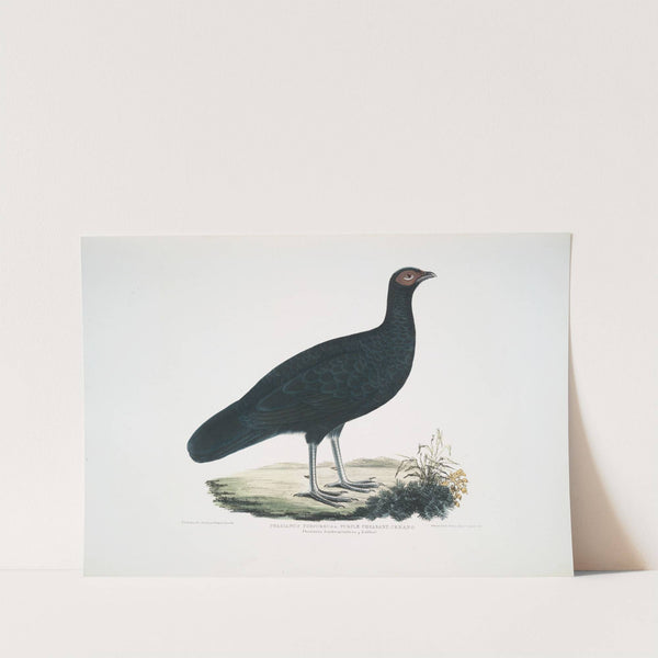 Puple Pheasant, Phasianus purpureus. by John Edward Gray