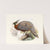 Purcasia Duvauceli. (1872) by Joseph Smit
