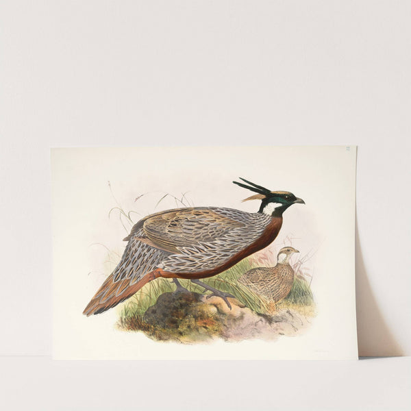 Purcasia macrolopha. (1872) by Joseph Smit