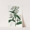 Pure-white Lofty Aster by Sydenham Edwards