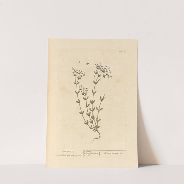 Purging flax by Elizabeth Blackwell