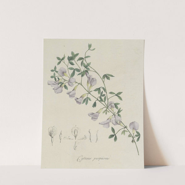 Purperen brem by Hendrik Schwegman