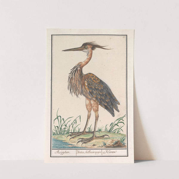 Purperreiger (Ardea purpurea) (1596-1610) by Anselmus Boëtius de Boodt