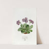 Purple Auricula by Sydenham Edwards