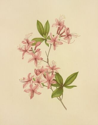 Purple Azalea (1887)