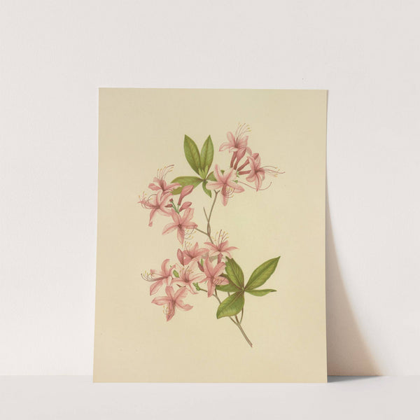 Purple Azalea (1887) by Isaac Sprague