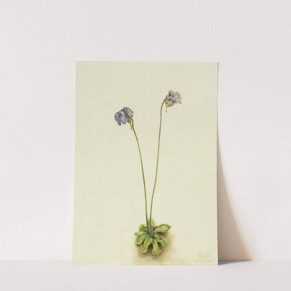 Purple Butterwort (Pinguicula elatior) (1920) by Mary Vaux Walcott