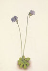 Plant Study