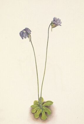 Plant Study