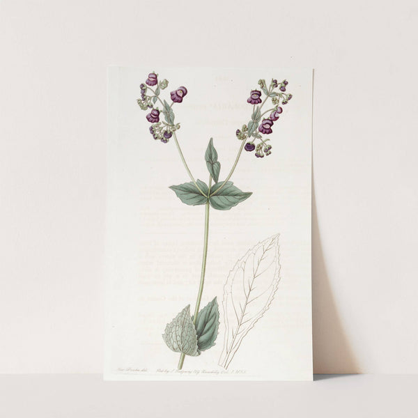 Purple Calceolaria by Sydenham Edwards