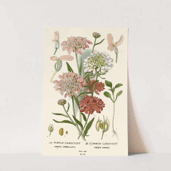 Purple Candytuft, Common Candytuft (1896-1897) by Edward Step