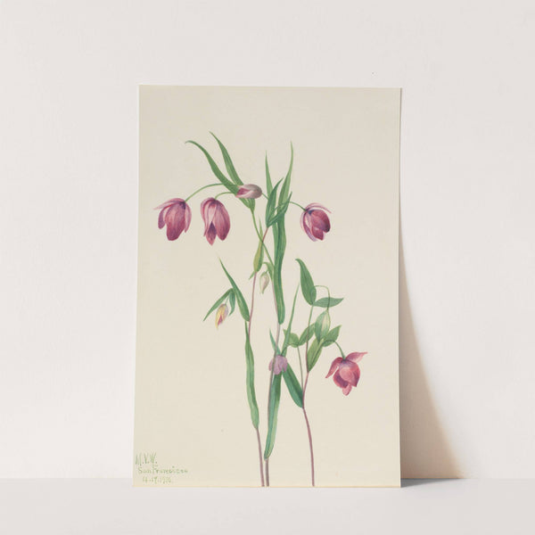 Purple Fairy Lantern (Calochortus anoenum) (1936) by Mary Vaux Walcott