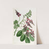 Purple-flowered Indigo plant (1815-1819) by Sydenham Edwards