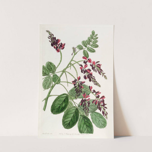 Purple-flowered Indigo plant (1815-1819) by Sydenham Edwards