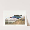 Purple gallinule by John James Audubon