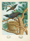 Purple Grackle
