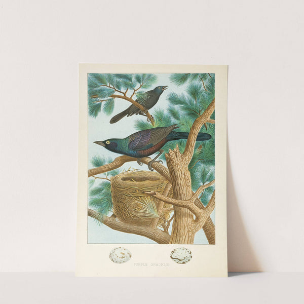 Purple Grackle (1882) by Edwin L. Sheppard