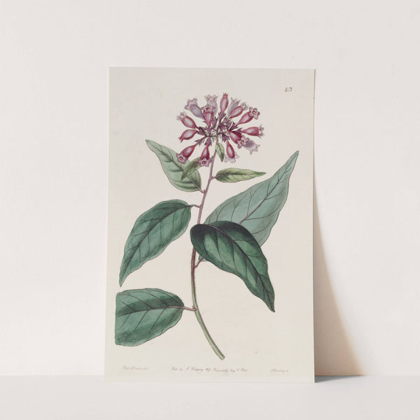 Purple Habrothamnus by Sydenham Edwards