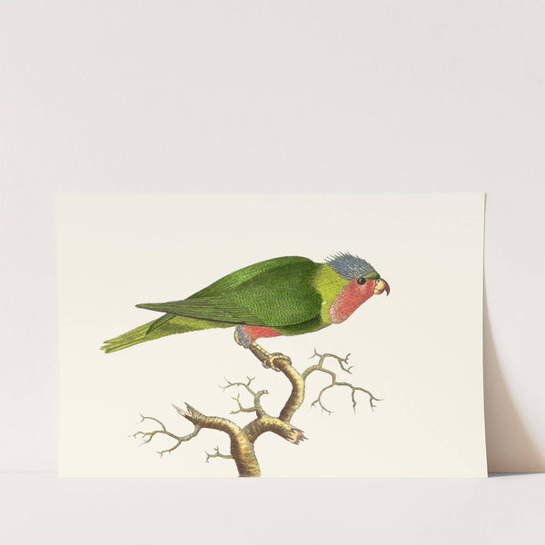 PURPLE - HEADED PARRAKEET by George Shaw