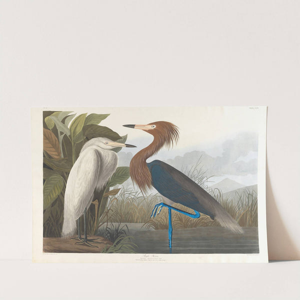 Purple heron by John James Audubon